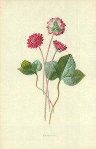 Hépatique