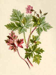 Herbe-Robert, 1877