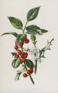 Houx