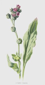 Cynoglosse - Frederick Edward Hulme