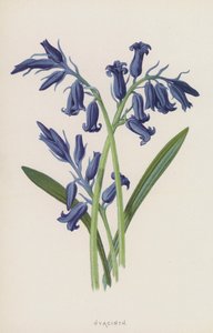 Jacinthe