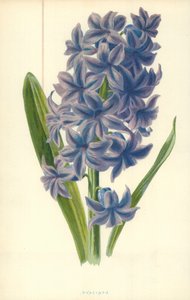 Jacinthe - Frederick Edward Hulme