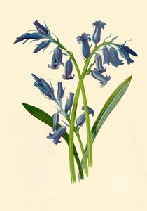 Jacinthe