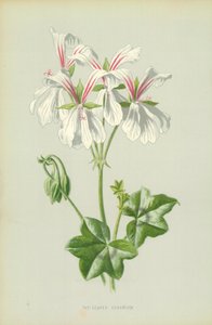 Géranium à feuilles de lierre - Frederick Edward Hulme