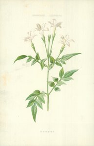 Jasmin - Frederick Edward Hulme