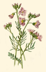 Cardamine des prés, cresson amer ou fleur de coucou - Frederick Edward Hulme