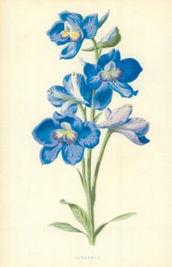 Delphinium