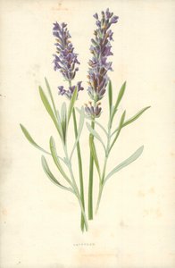 Lavande - Frederick Edward Hulme