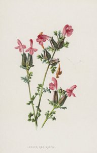 Petite crête-de-coq - Frederick Edward Hulme