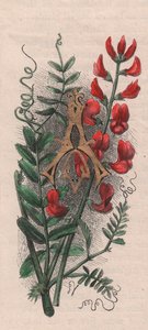Lettre A, lettrine, gravure aquarelle, cm 10x5, par Frederick Edward Hulme (1841-1909) de The familiar Garden Flower, vers 1880 - Frederick Edward Hulme
