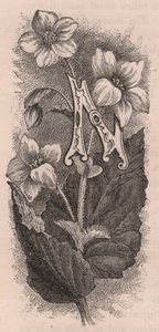 Lettre N, lettrine, gravure, cm 10x5, par Frederick Edward Hulme (1841-1909) de The familiar Garden Flower, vers 1880 - Frederick Edward Hulme