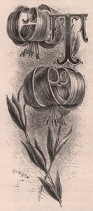 Lettre T, lettrine, gravure par Frederick Edward Hulme de The familiar Garden Flower, vers 1880 - Frederick Edward Hulme