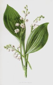 Muguet - Frederick Edward Hulme