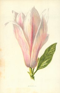Magnolia - Frederick Edward Hulme