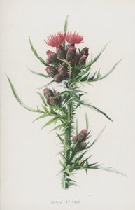 Chardon des marais - Frederick Edward Hulme