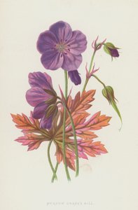 Géranium des prés