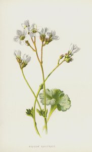 Saxifrage des prés - Frederick Edward Hulme