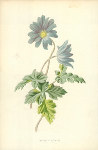 Anémone des montagnes