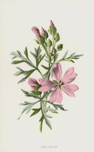 Mauve musquée