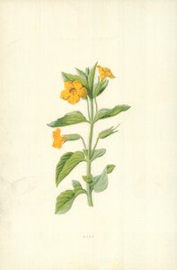 Musc - Frederick Edward Hulme