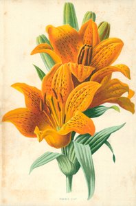 Lys orange