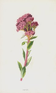 Orpin - Frederick Edward Hulme