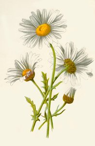 Marguerite, 1877 - Frederick Edward Hulme