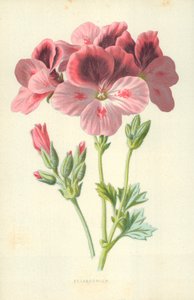 Pélargonium