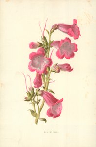 Penstemon