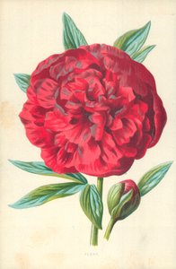 Pivoine - Frederick Edward Hulme