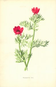 Œil de faisan