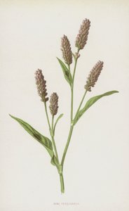 Renouée persicaire - Frederick Edward Hulme