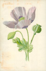 Coquelicot