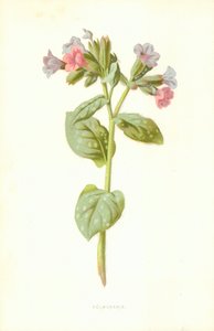 Pulmonaire - Frederick Edward Hulme