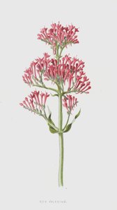 Valériane rouge