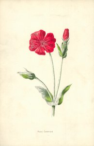 Coquelourde des jardins