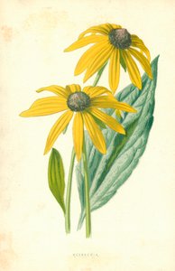 Rudbeckia - Frederick Edward Hulme
