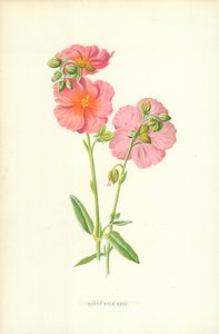 Ciste à feuilles de sauge - Frederick Edward Hulme