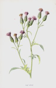 Serratule (chromolithographie) - Frederick Edward Hulme