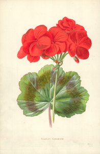 Géranium écarlate