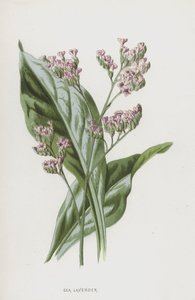 Lavande de mer - Frederick Edward Hulme