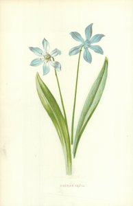 Scille de Sibérie