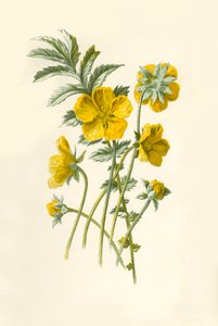 Potentille - Frederick Edward Hulme
