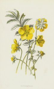 Potentille ansérine - Frederick Edward Hulme