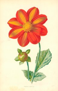 Dahlia simple