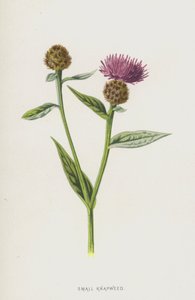 Petite centaurée - Frederick Edward Hulme