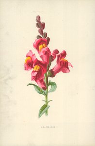 Muflier - Frederick Edward Hulme