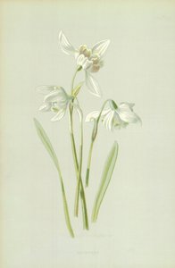 Perce-neige - Frederick Edward Hulme
