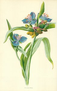 Tradescantie
