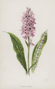 Orchis tacheté - Frederick Edward Hulme